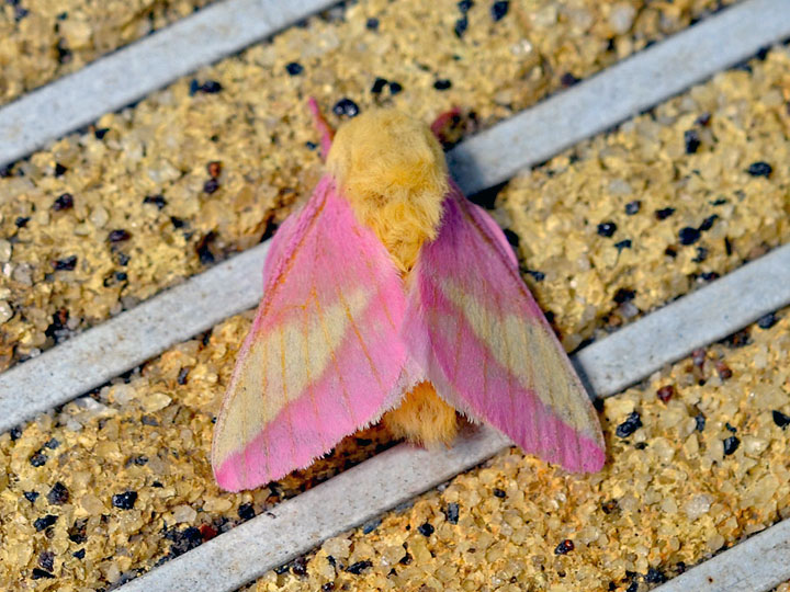 Rosy Maple Moth