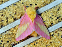 Rosy Maple Moth