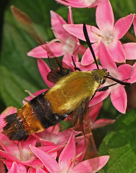 Snowberry Clearwing Moth