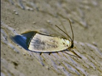 Snowy Urola Moth