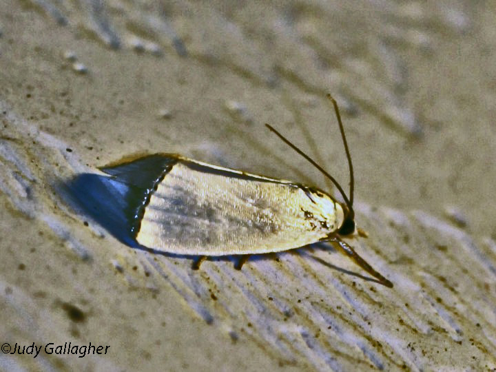 Snowy Urola Moth