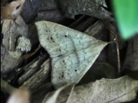 Speckled Renia Moth