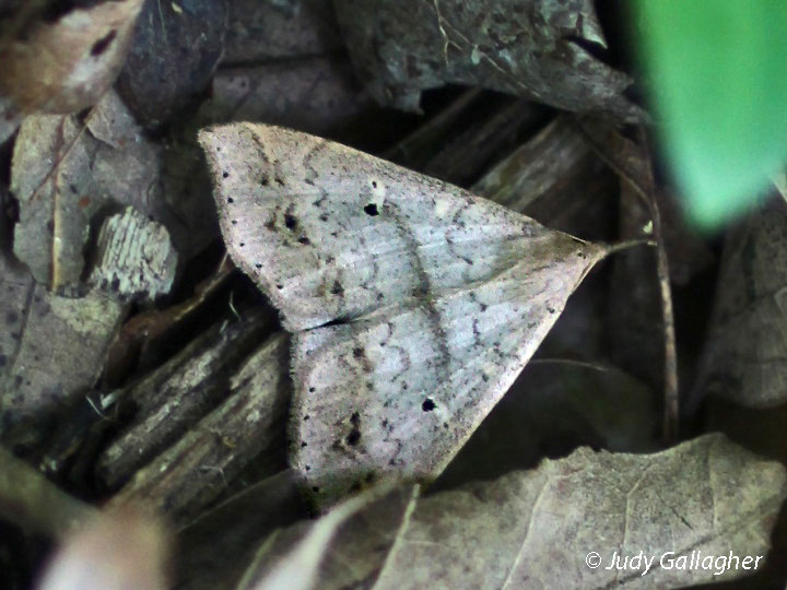Speckled Renia Moth