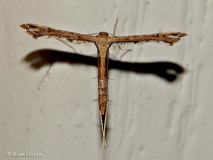 Plume Moth