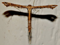 Stenoptilodes
