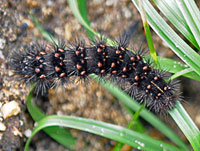 Virgin Tiger Moth Caterpillar