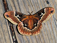 Tulip-tree Silkmoth, Callosamia angulifera