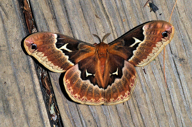 Tulip-tree Silkmoth, Callosamia angulifera