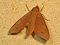 Virginia Creeper Sphinx Moth