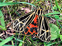 Virgin Tiger Moth