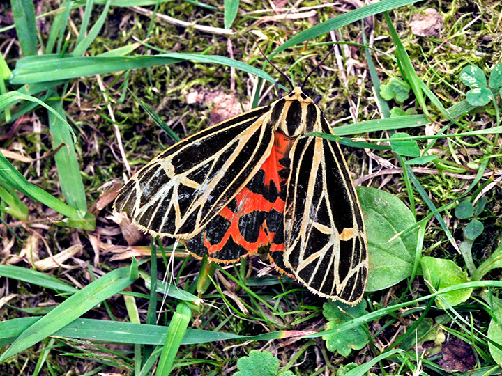 Virgin Tiger Moth