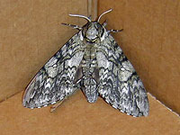 Waved Sphinx