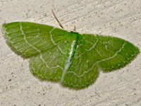 Wavy-lined Emerald