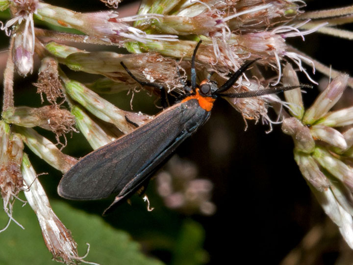 Yellow-collared Scape Moth