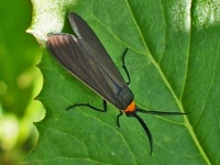 Yellow-collared Scape Moth
