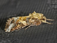 Yellow-striped Armyworm Moth