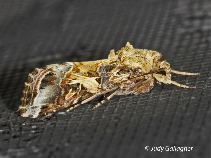 Yellow-striped Armyworm Moth