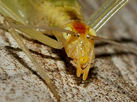 Narrow-winged Tree Cricket