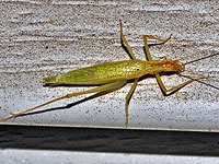 Narrow-winged Tree Cricket