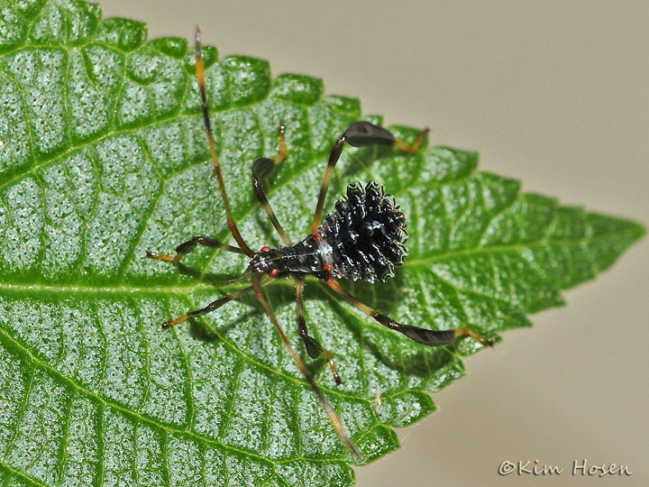 Leaffooted Bug Nymph