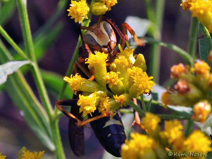 Paper Wasp