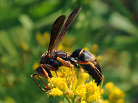 Paper Wasp