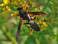 Paper Wasp