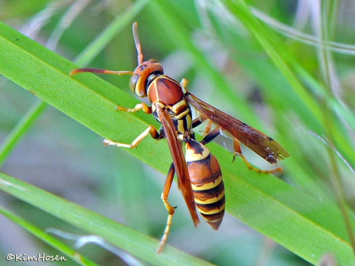 Polistes dorsalis