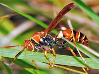 Paper Wasp