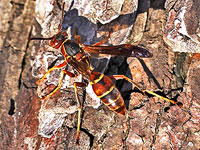 Paper Wasp