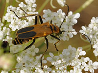 Pennsylania Leatherwing
