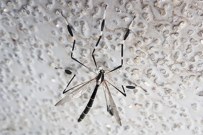 Phantom Crane Fly
