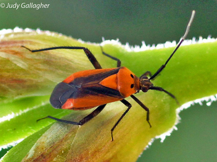 Small Milkweed Bug 