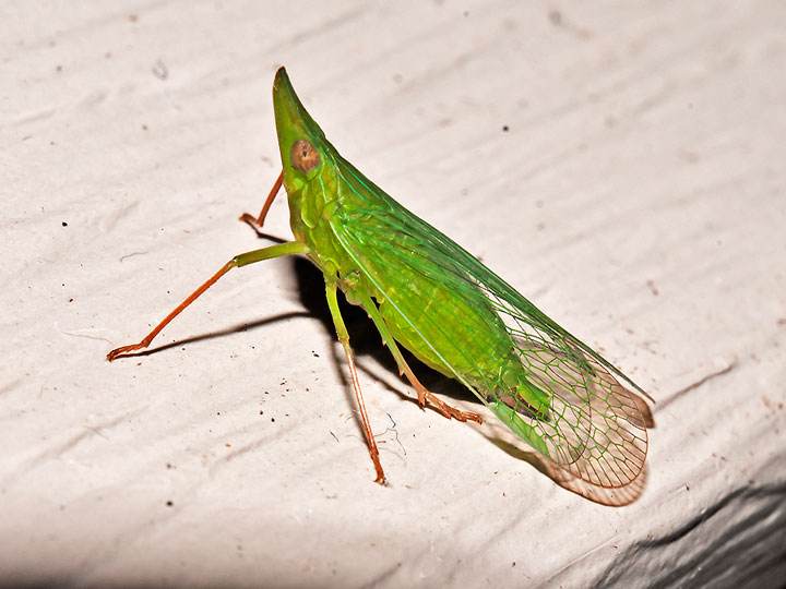 Rhynchomitra Planthopper