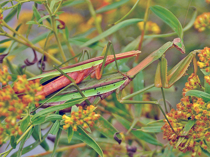 Preying Mantis