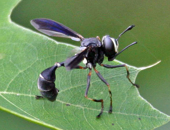 Pseudodynerus quadrisectus