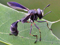 Pseudodynerus quadrisectus