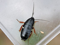 Brown-hooded Cockroach