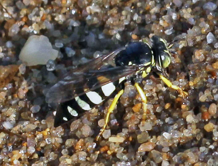Sand Wasp