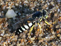 Sand Wasp