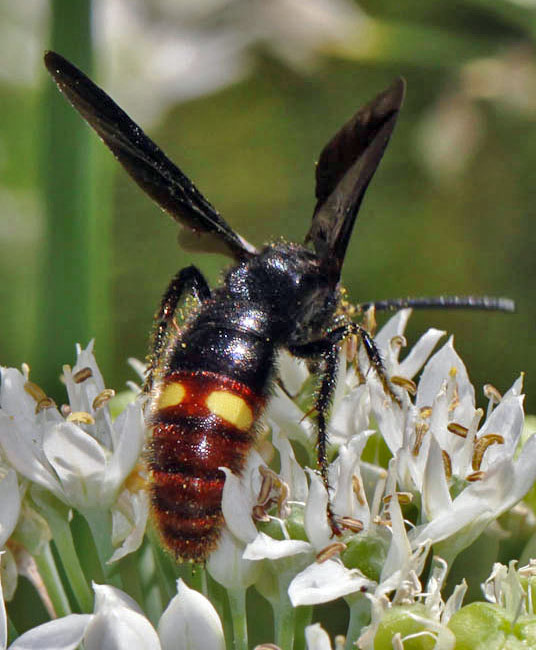 Digger Wasp
