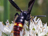 Digger Wasp