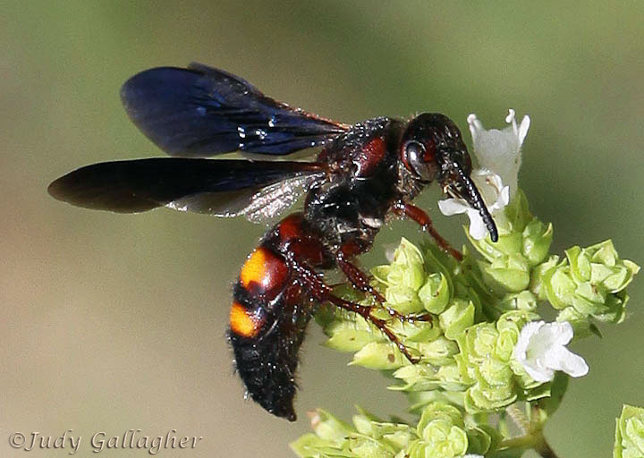 Scolia nobilitata