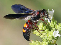 Scolia nobilitata