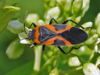 Small Milkweed Bug