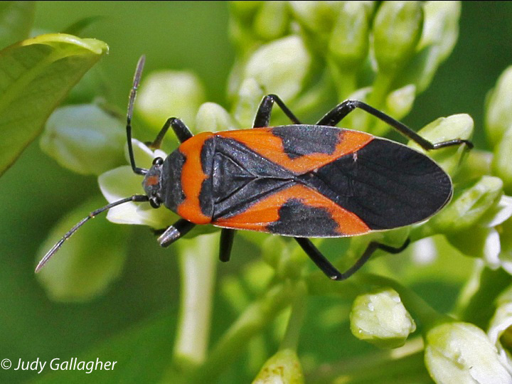 Small Milkweed Bug 