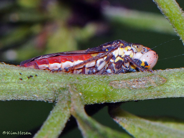 Speckled Sharpshooter