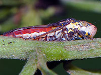 Speckled Sharpshooter