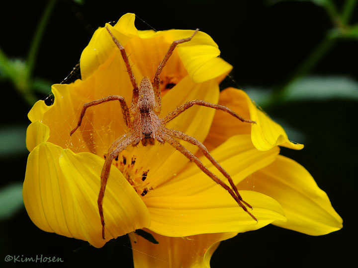 Nursery Spider?