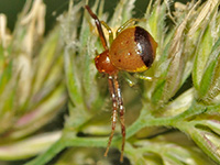 Synema parvulum